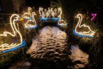 Seven swans a-swimming (Image: Greg Martin / Cornwall Live) Seven swans a-swimming (Image: Greg Martin / Cornwall Live)